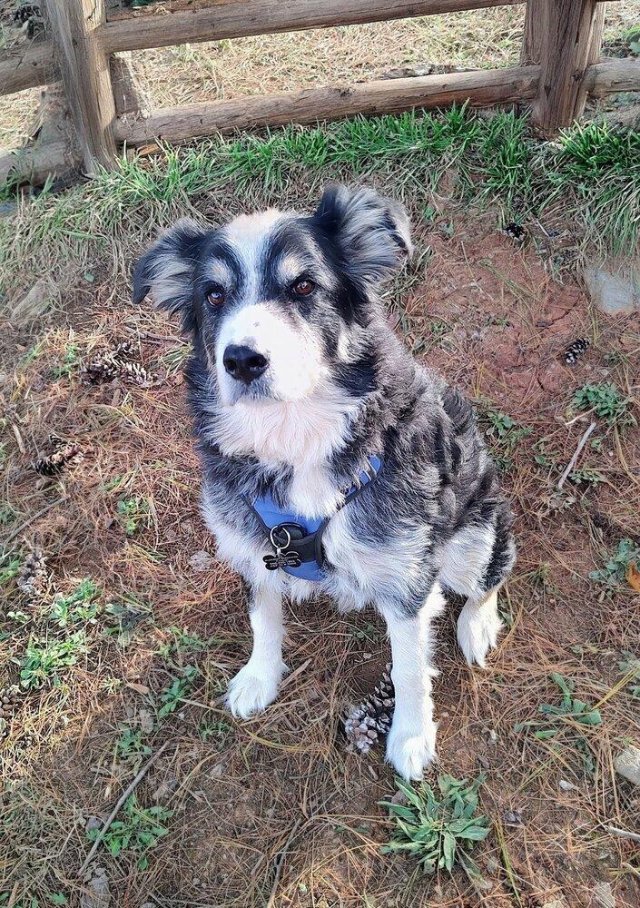 Petey TN, Adoptable, Adult Male Australian Shepherd.