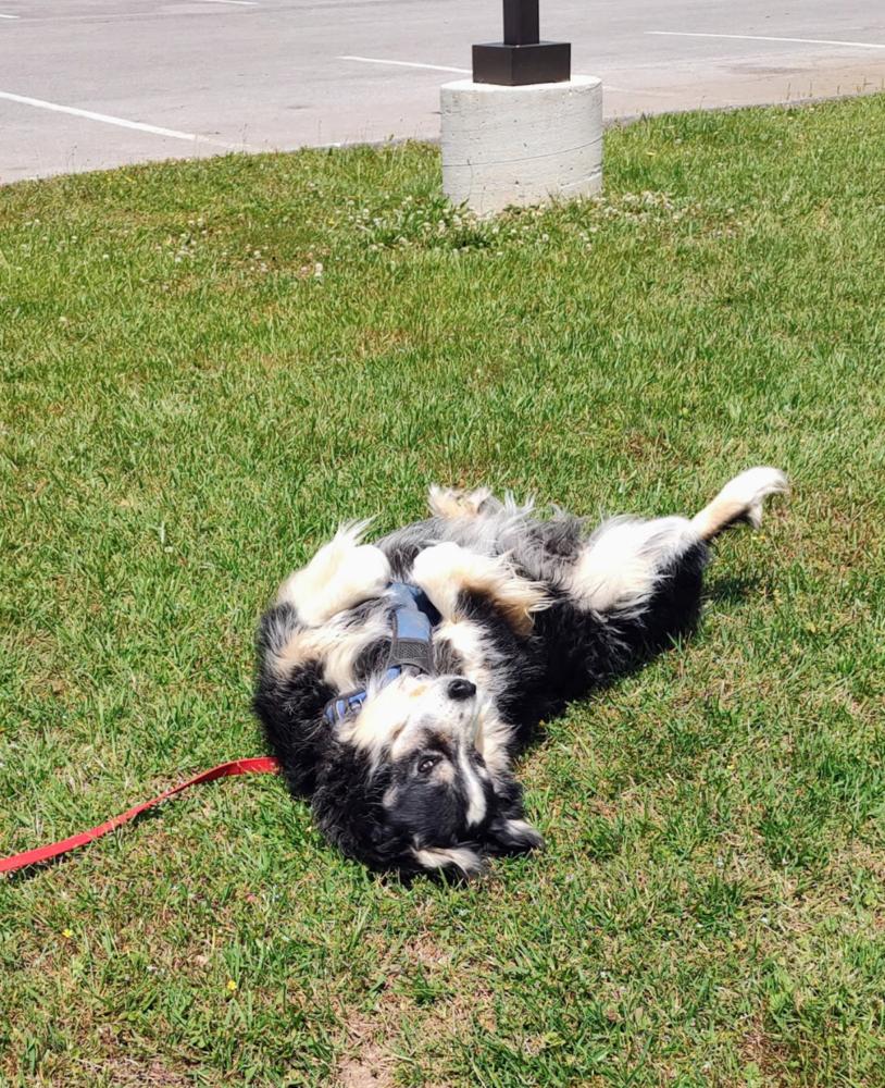 Enlarge Petey TN, a Adoptable mixed breed in Soddy Daisy, TN image 5/6