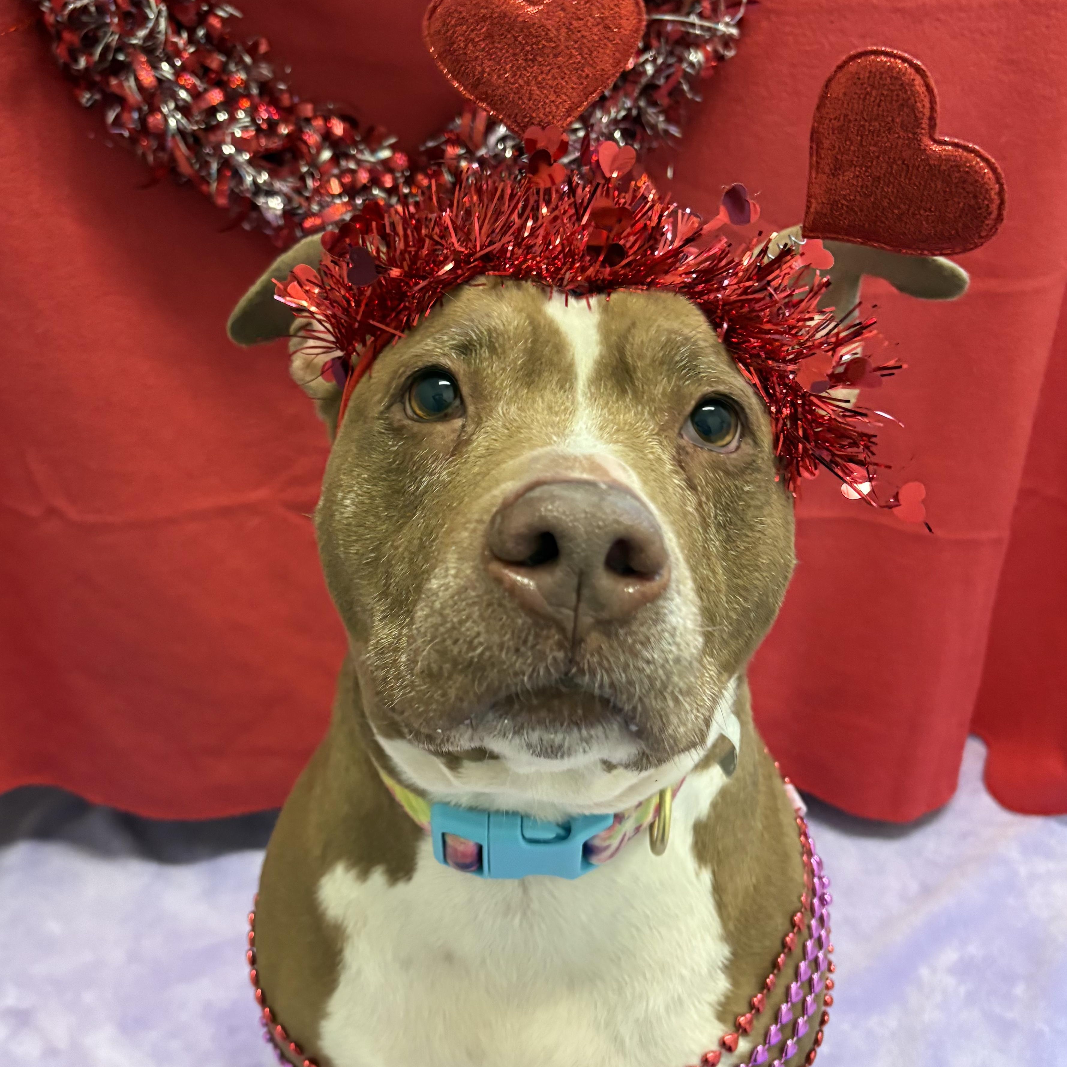 Joy, ADOPTABLE, Senior Female Pit Bull Terrier.