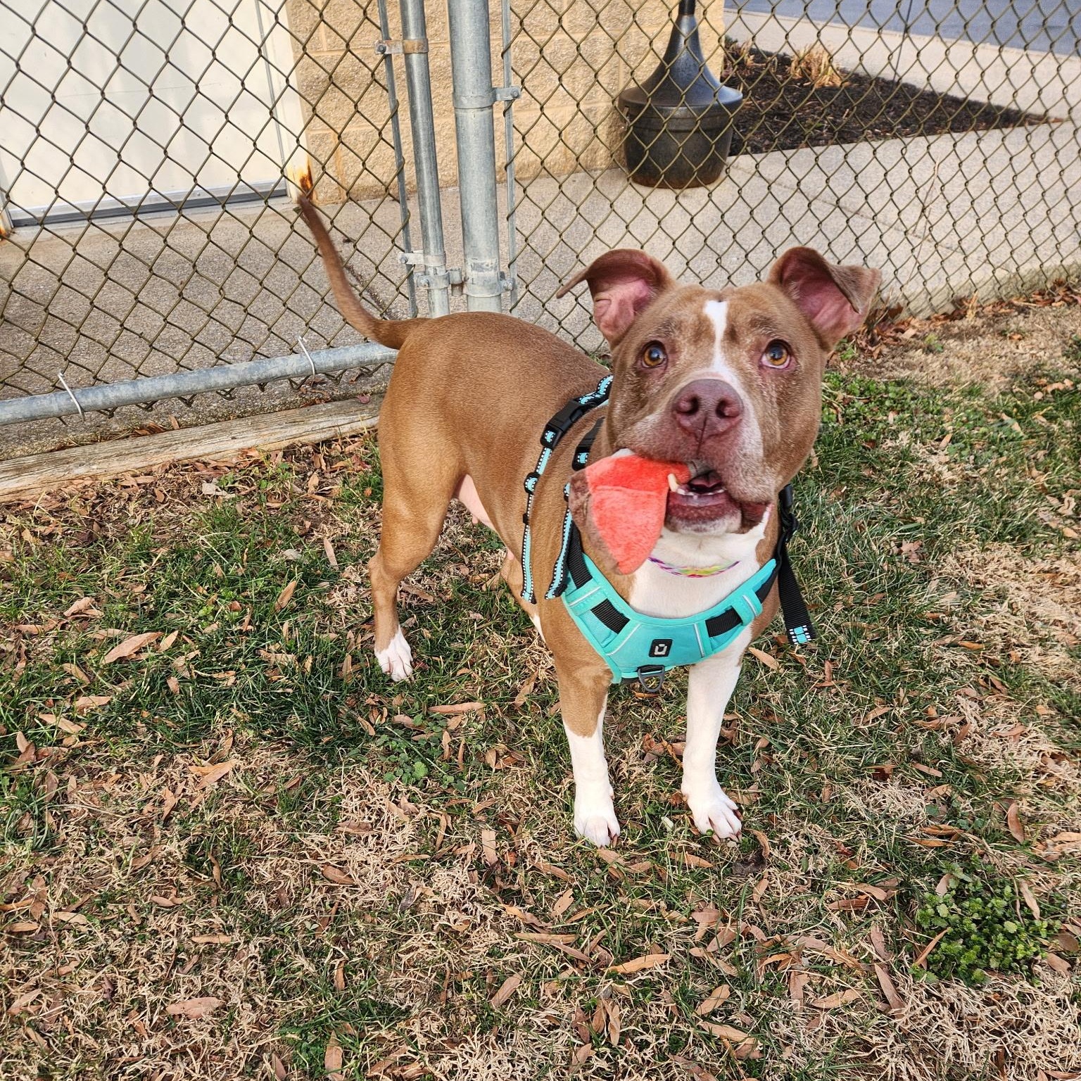 Enlarge Joy, a ADOPTABLE Pit Bull Terrier in Stanley, VA image 5/6