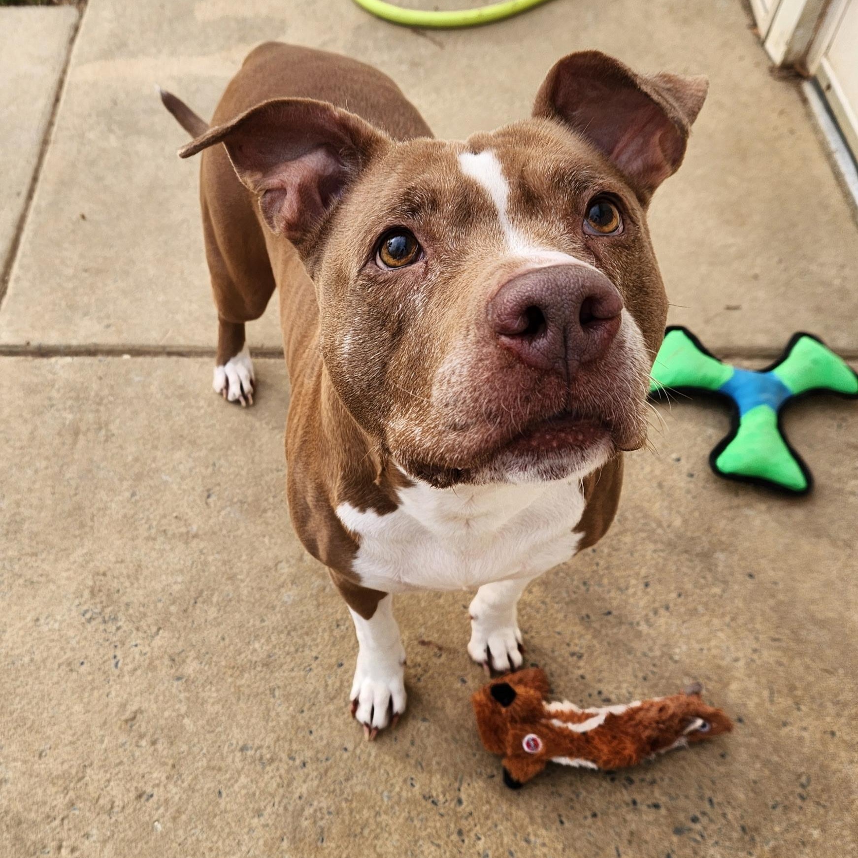 Enlarge Joy, a ADOPTABLE Pit Bull Terrier in Stanley, VA image 2/6