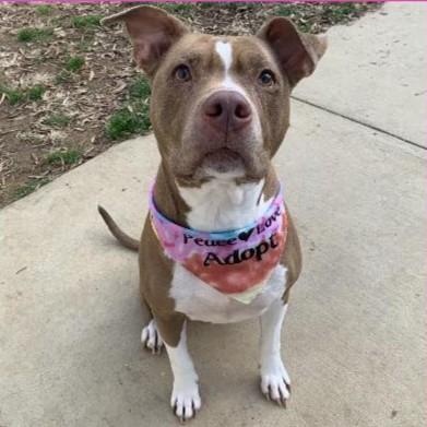 Joy, ADOPTABLE, Senior Female Pit Bull Terrier.
