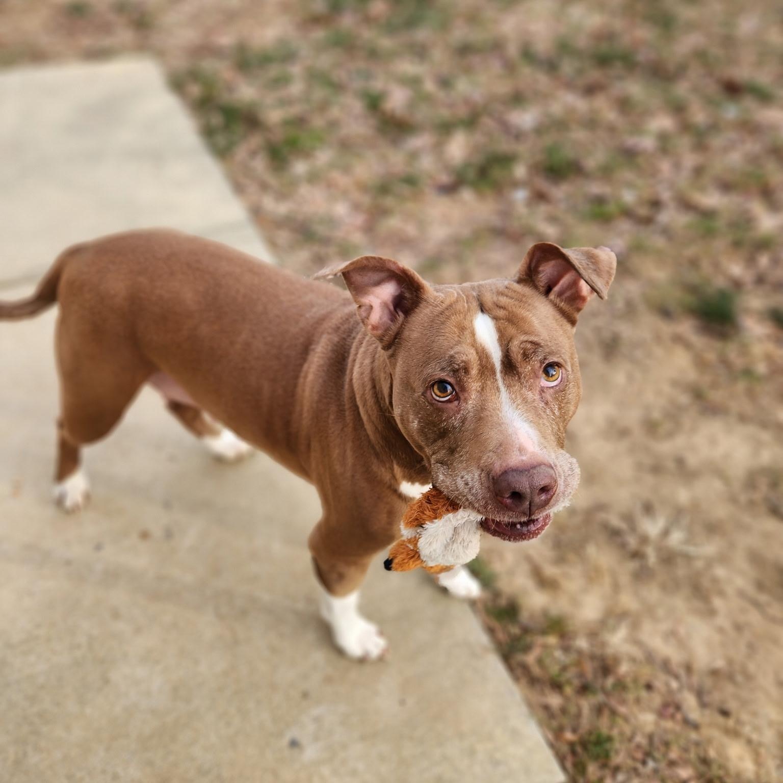 Enlarge Joy, a ADOPTABLE Pit Bull Terrier in Stanley, VA image 3/6