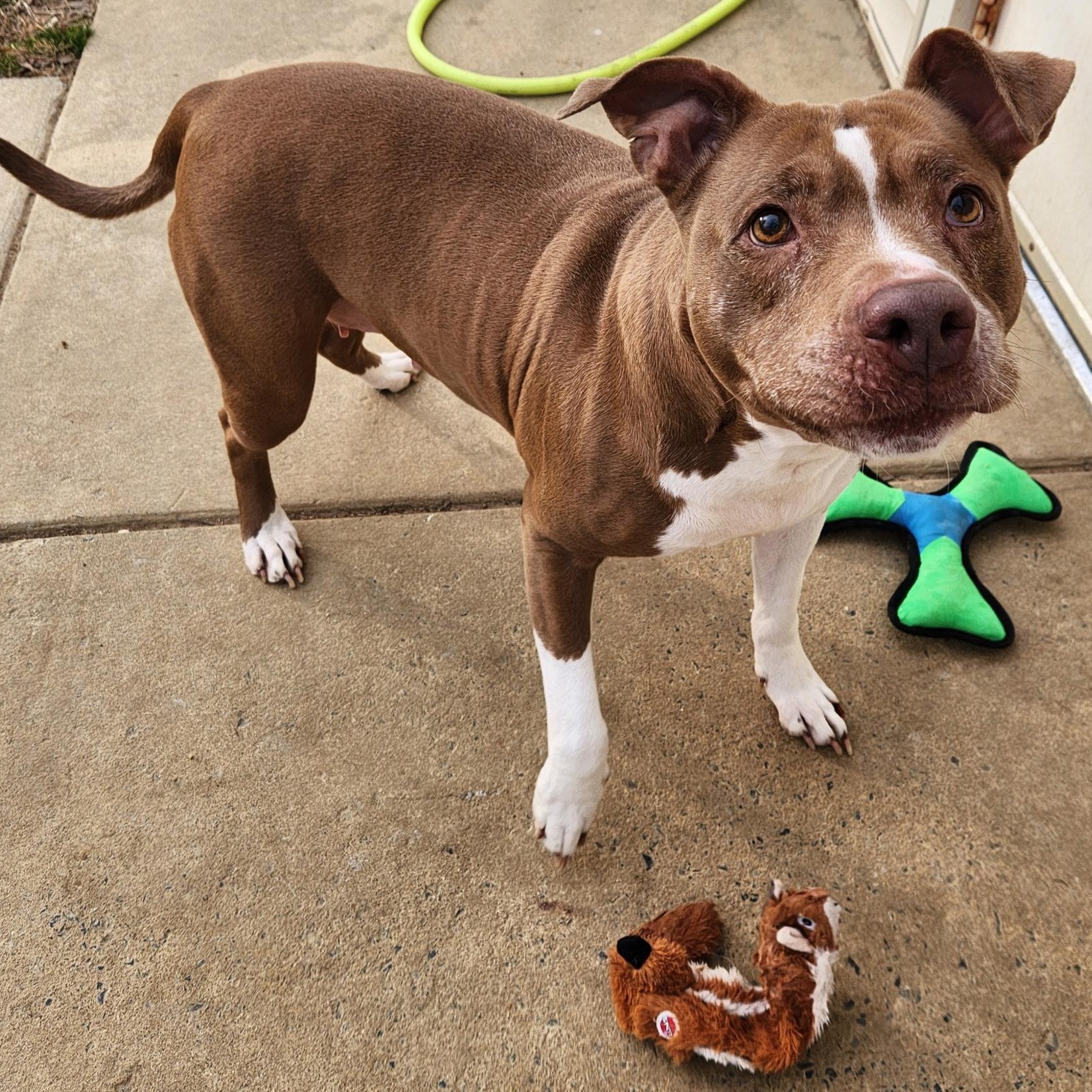 Enlarge Joy, a ADOPTABLE Pit Bull Terrier in Stanley, VA image 6/6