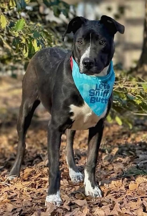 Olsen, Adoptable, Adult Male Mixed Breed.
