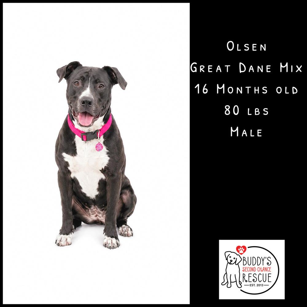 Enlarge Olsen, a Adoptable mixed breed in Amherst, NY image 2/6