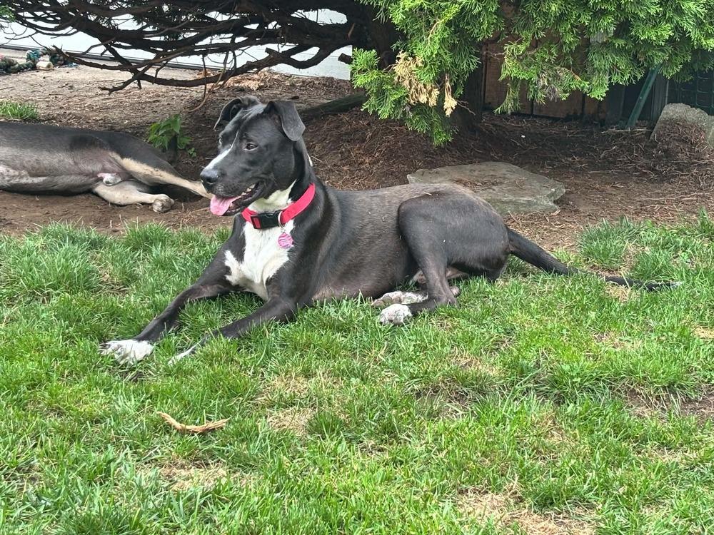 Enlarge Olsen, a Adoptable mixed breed in Amherst, NY image 4/6