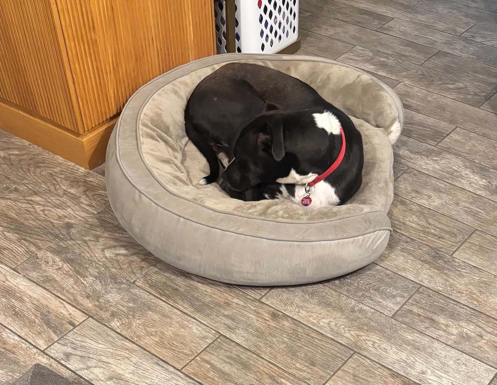 Enlarge Olsen, a Adoptable mixed breed in Amherst, NY image 6/6