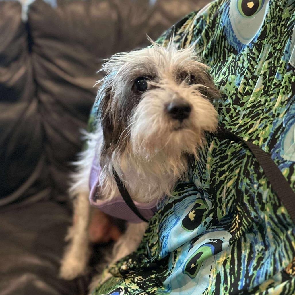 Murphy Lee, Adoptable, Adult Male Terrier.