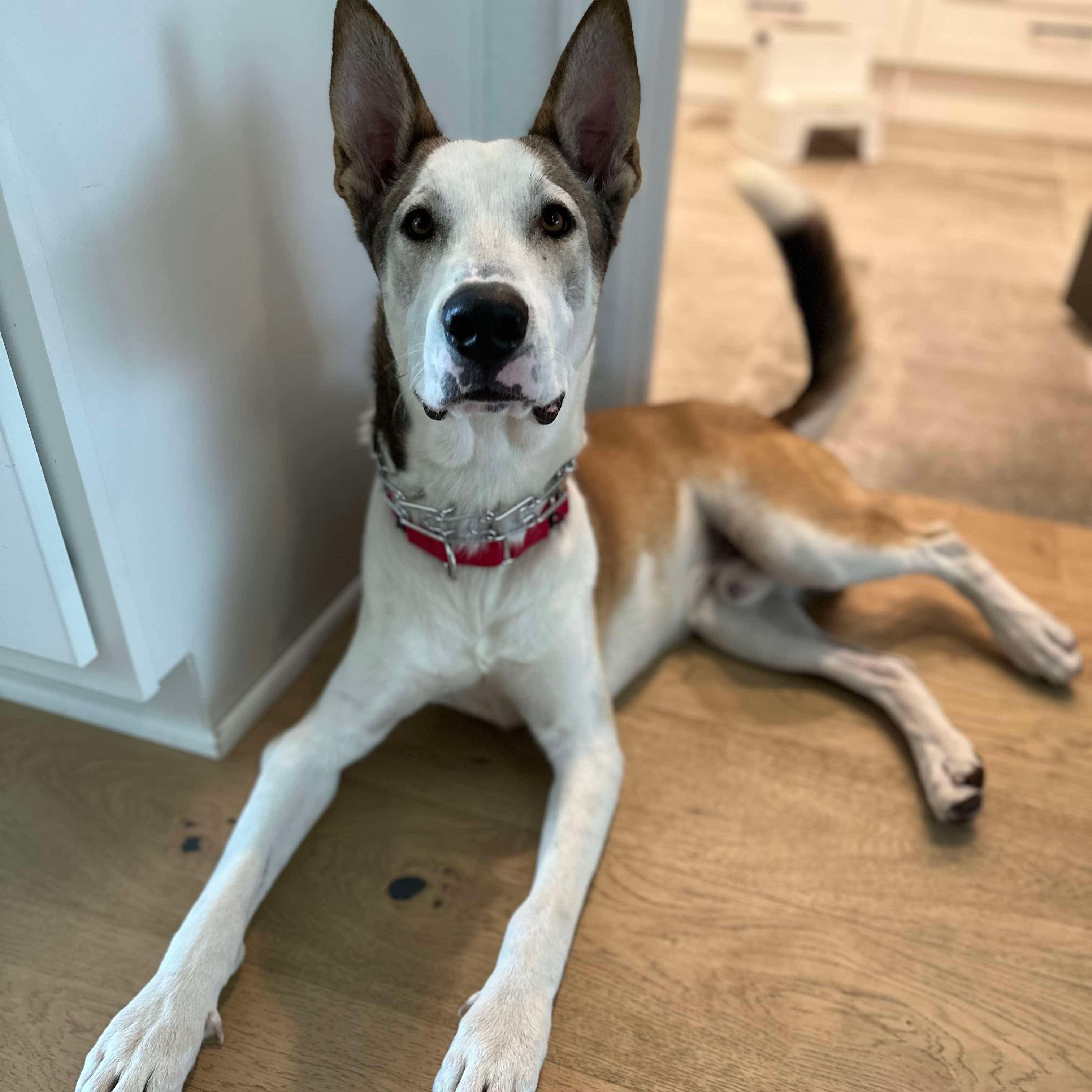 Enlarge Ducky, a Adoptable mixed breed in Austin, TX image 2/5