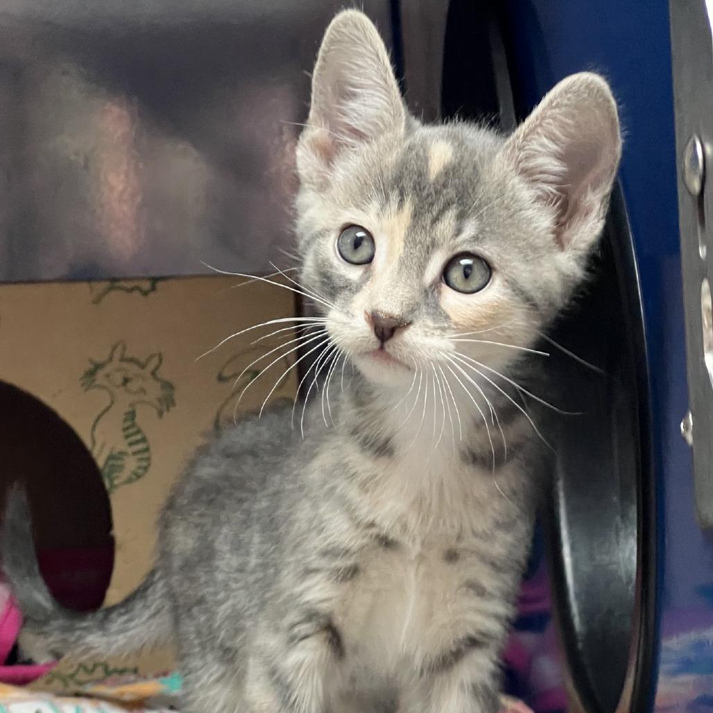 Funnel Cake, a Adoptable Domestic Short Hair in Incline Village, NV image 3/5