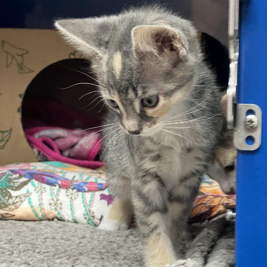 Funnel Cake, a Adoptable Domestic Short Hair in Incline Village, NV image 4/5