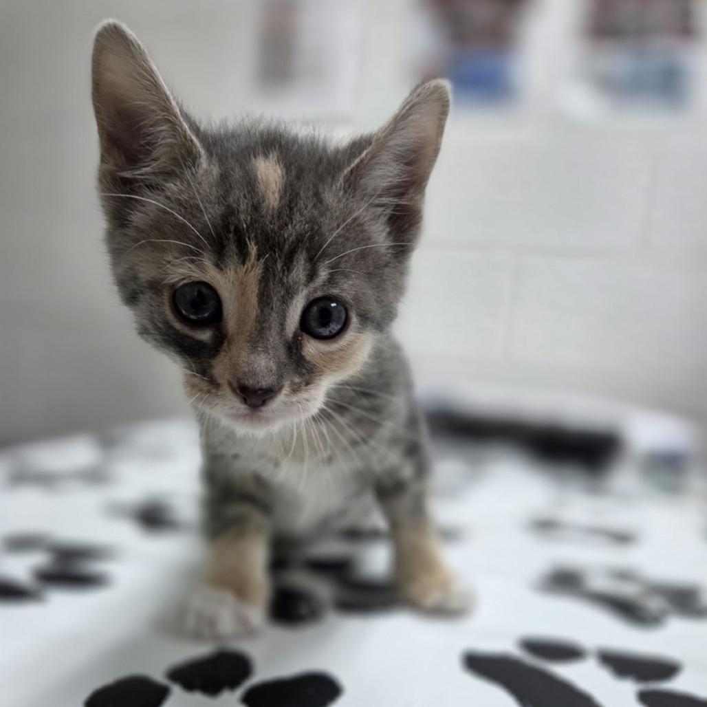 Funnel Cake, a Adoptable Domestic Short Hair in Incline Village, NV image 5/5