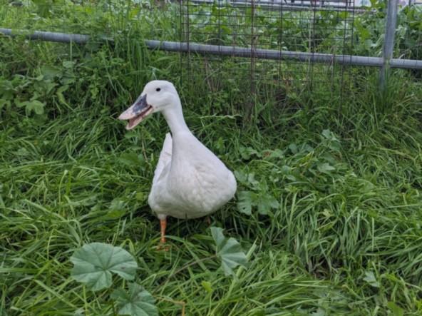 Enlarge DAISY, a Adoptable Duck in Santa Cruz, CA image 1/1