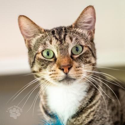 Enlarge Yoda, a Adoptable mixed breed in Honolulu, HI image 1/3