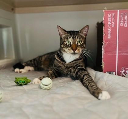 Enlarge Yoda, a Adoptable mixed breed in Honolulu, HI image 3/3