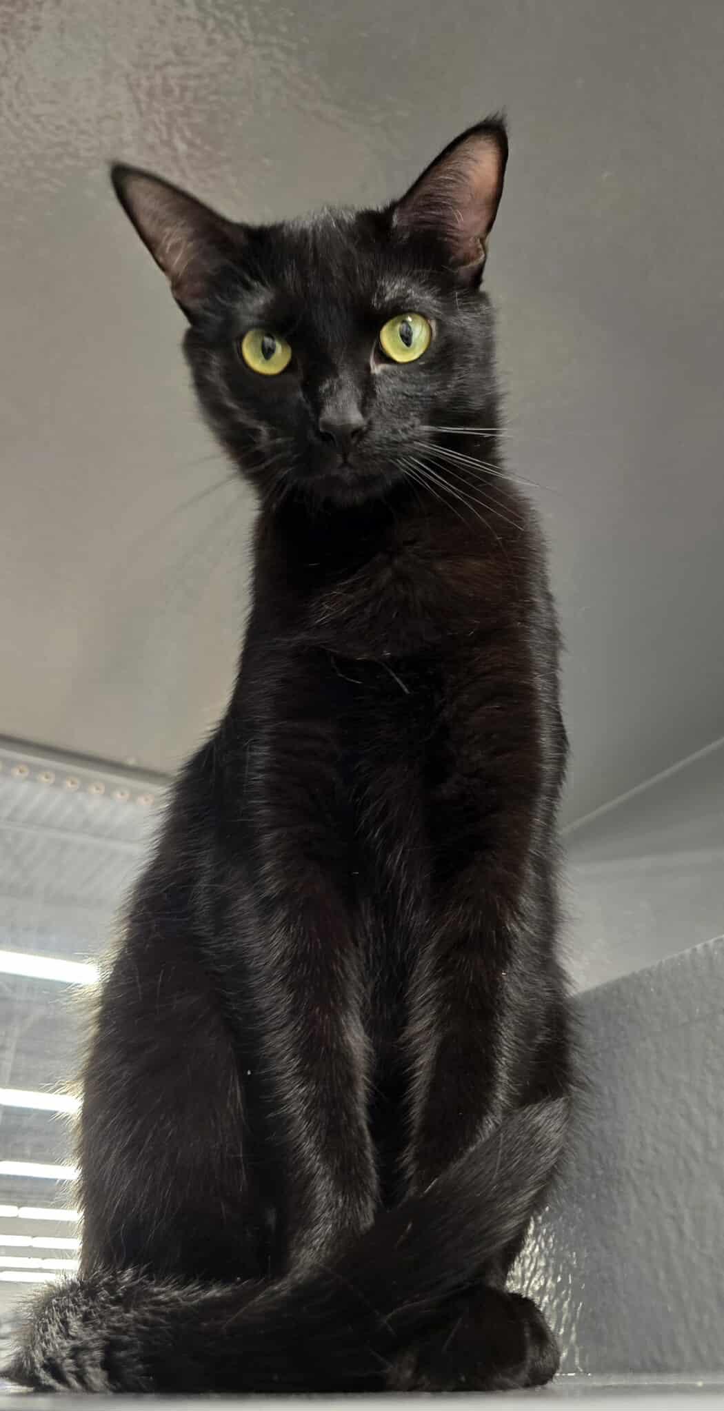 *Misty (black), Adult Female unknown