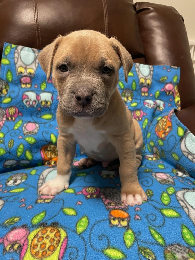 Enlarge Toffee (nka Hercules), a Adopted mixed breed in Johnston, IA image 1/1