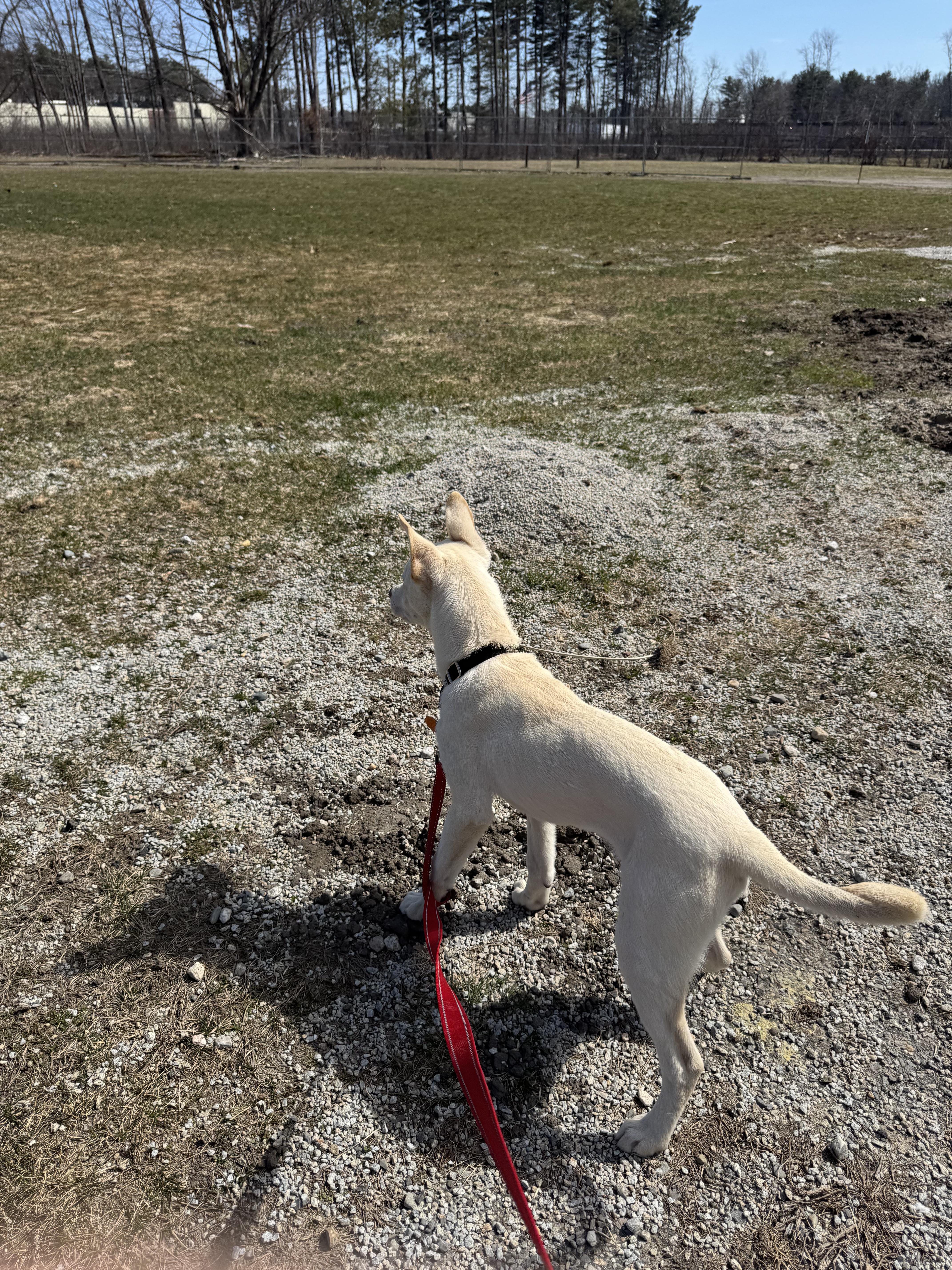 Enlarge Axel, a ADOPTABLE mixed breed in Salem, NH image 4/5