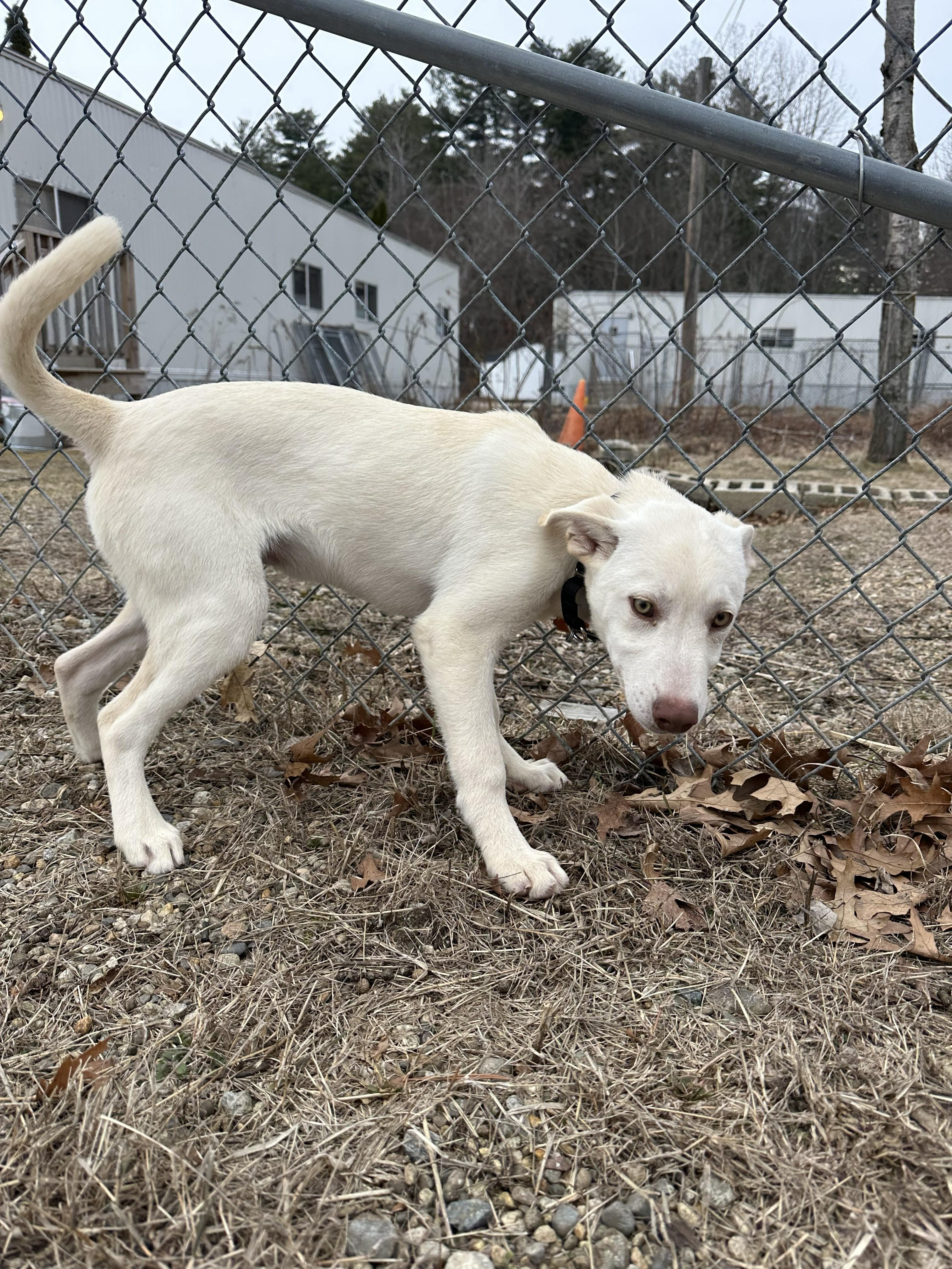 Enlarge Axel, a ADOPTABLE mixed breed in Salem, NH image 2/5