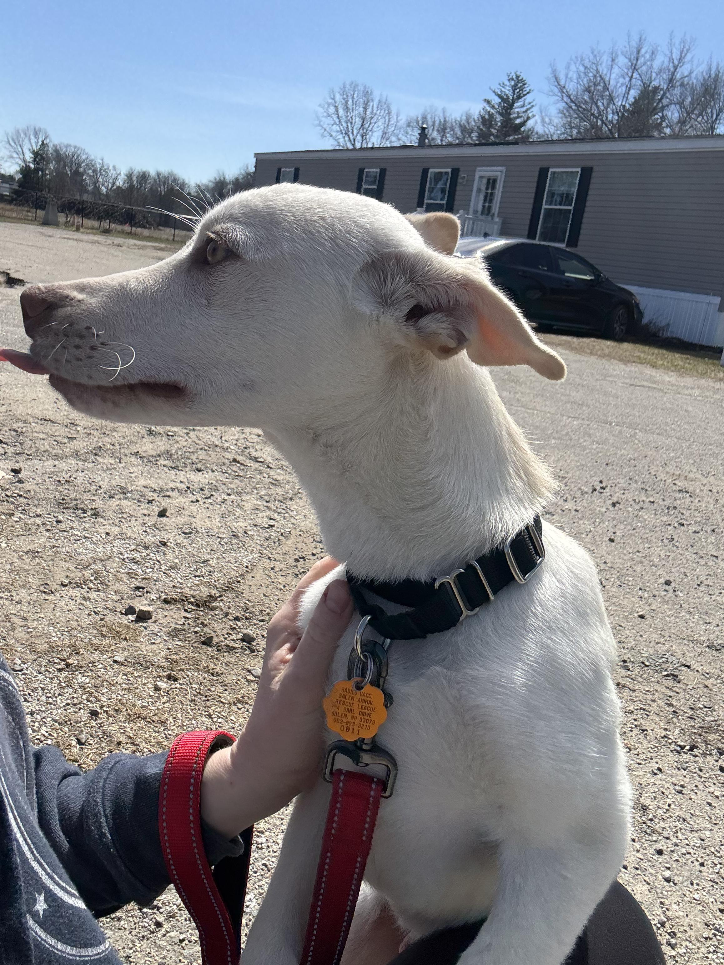 Enlarge Axel, a ADOPTABLE mixed breed in Salem, NH image 5/5