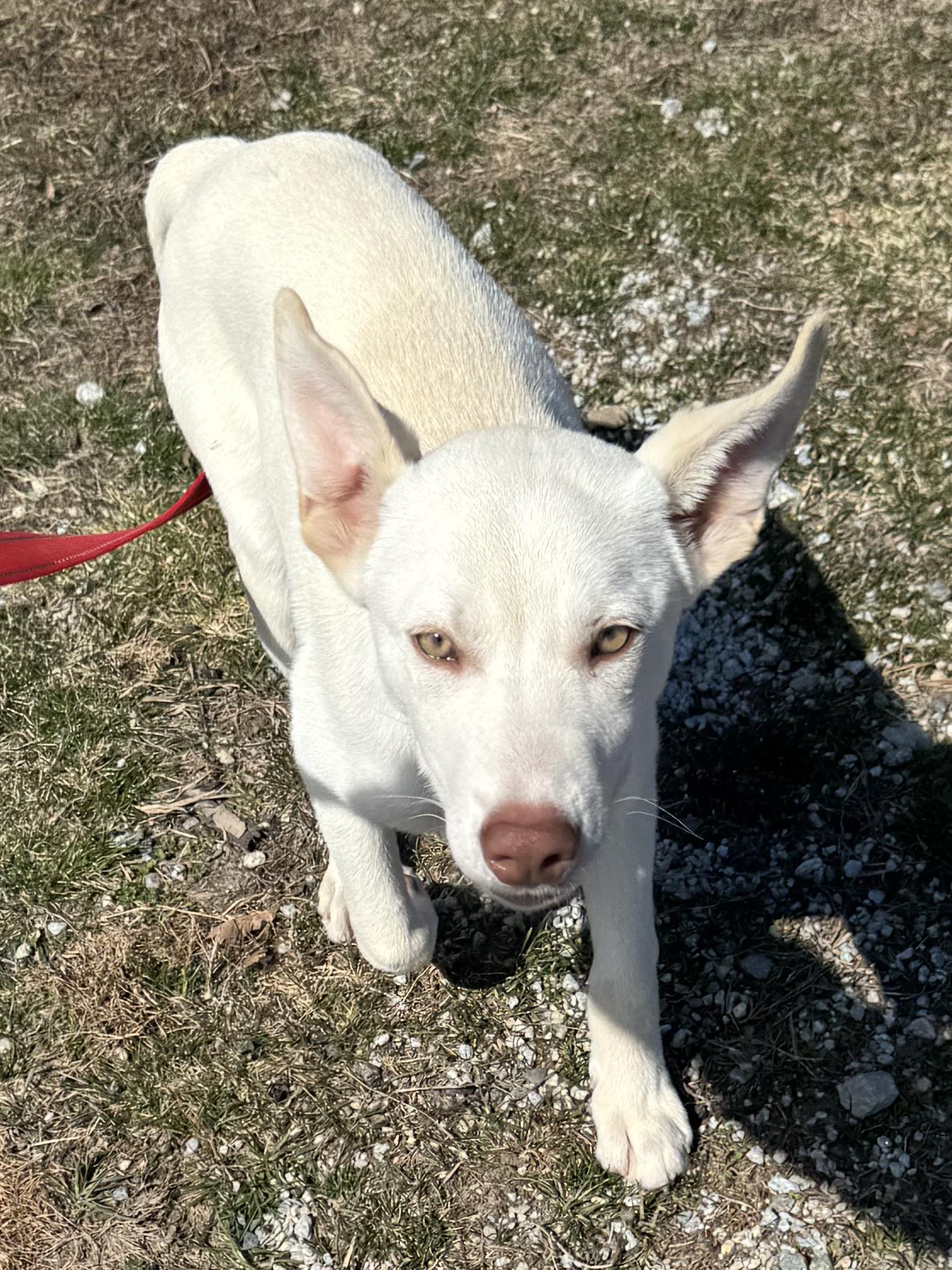 Axel, ADOPTABLE, Puppy Male Husky.