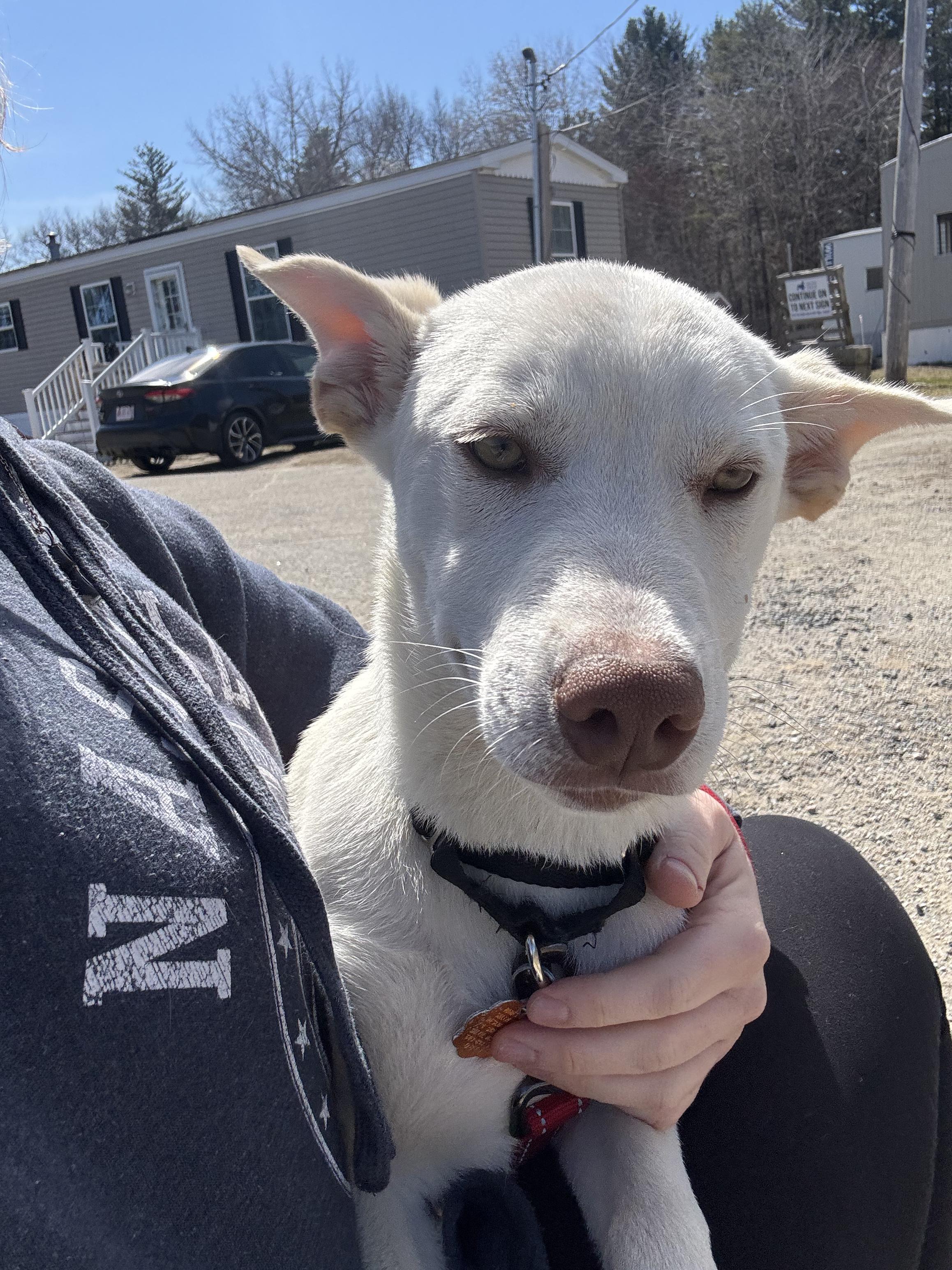 Enlarge Axel, a ADOPTABLE mixed breed in Salem, NH image 3/5