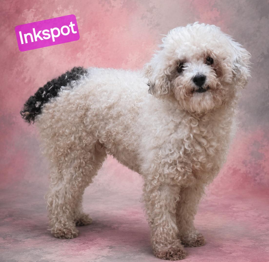 Inkspot, ADOPTABLE, Adult Female Miniature Poodle.