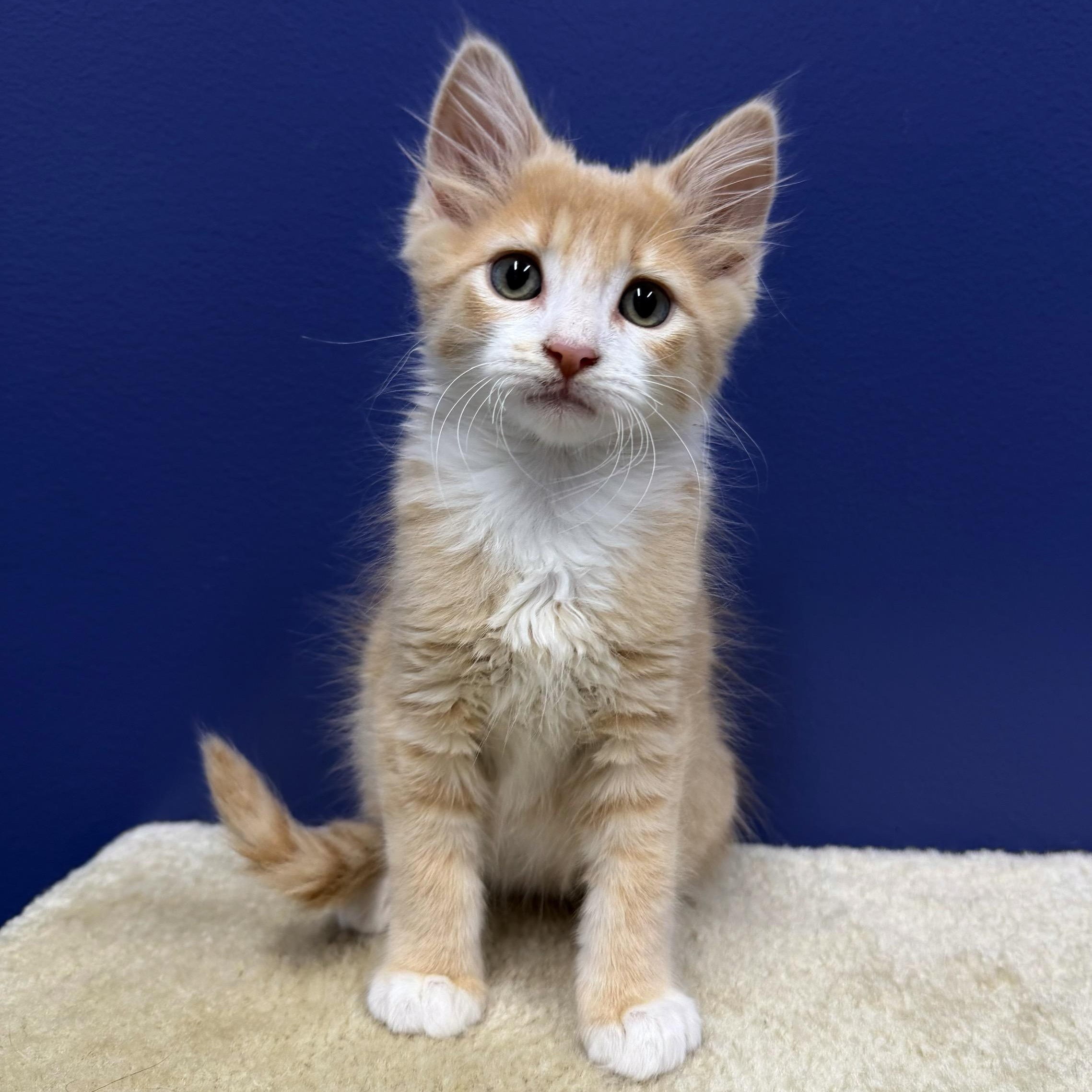 Buzz, a Adoptable mixed breed in High Ridge, MO image 2/5