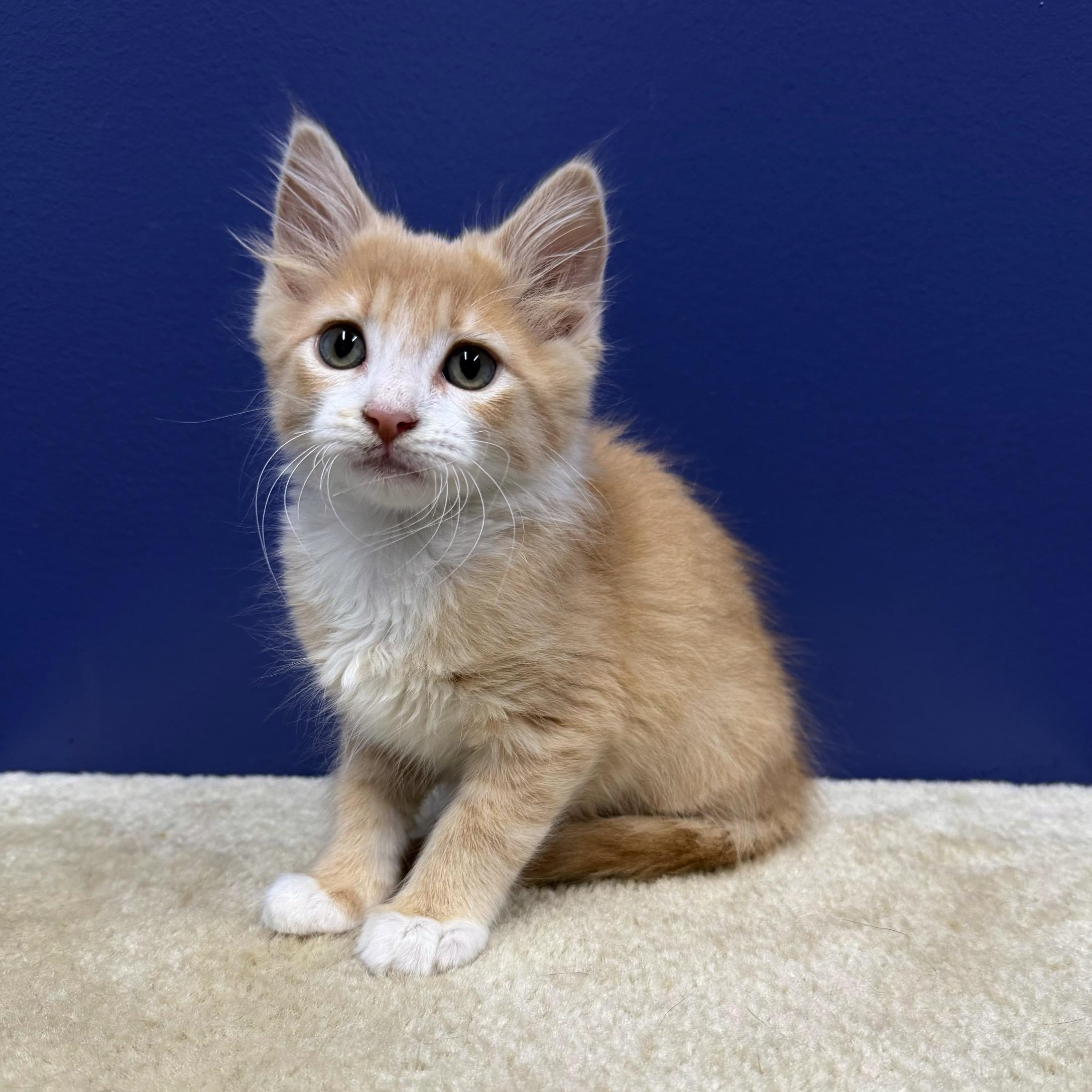 Buzz, a Adoptable mixed breed in High Ridge, MO image 1/5
