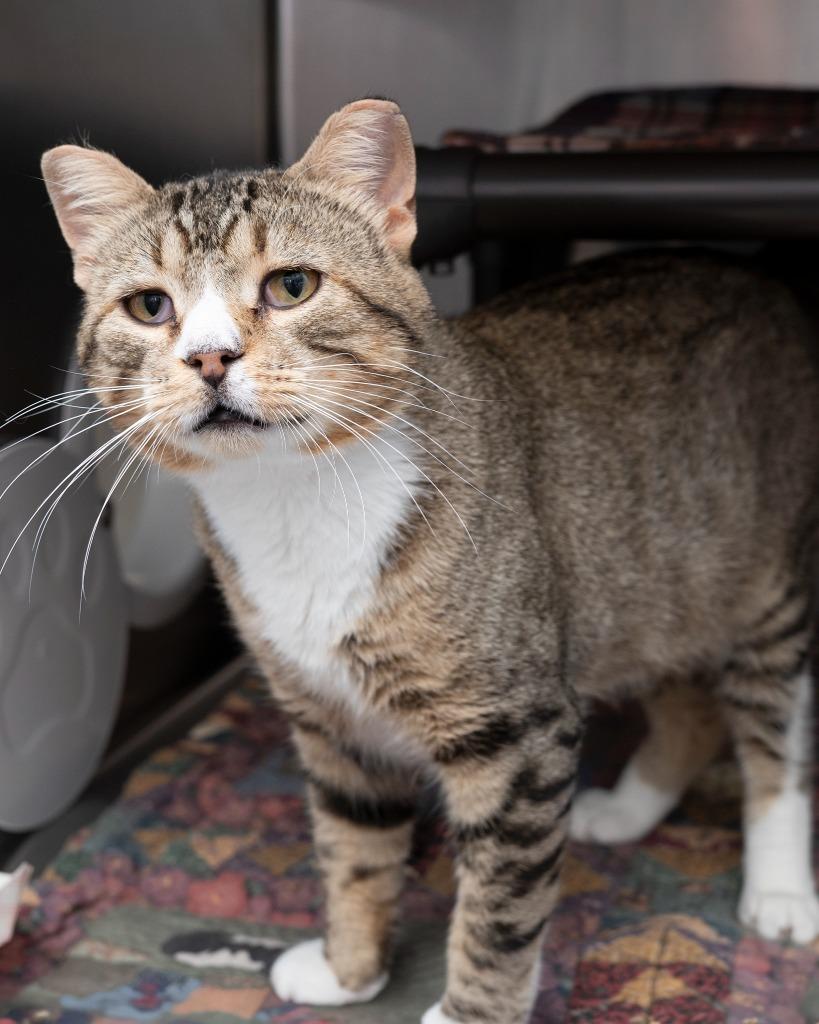 Bobby McGee, Adoptable, Adult Male Domestic Short Hair.