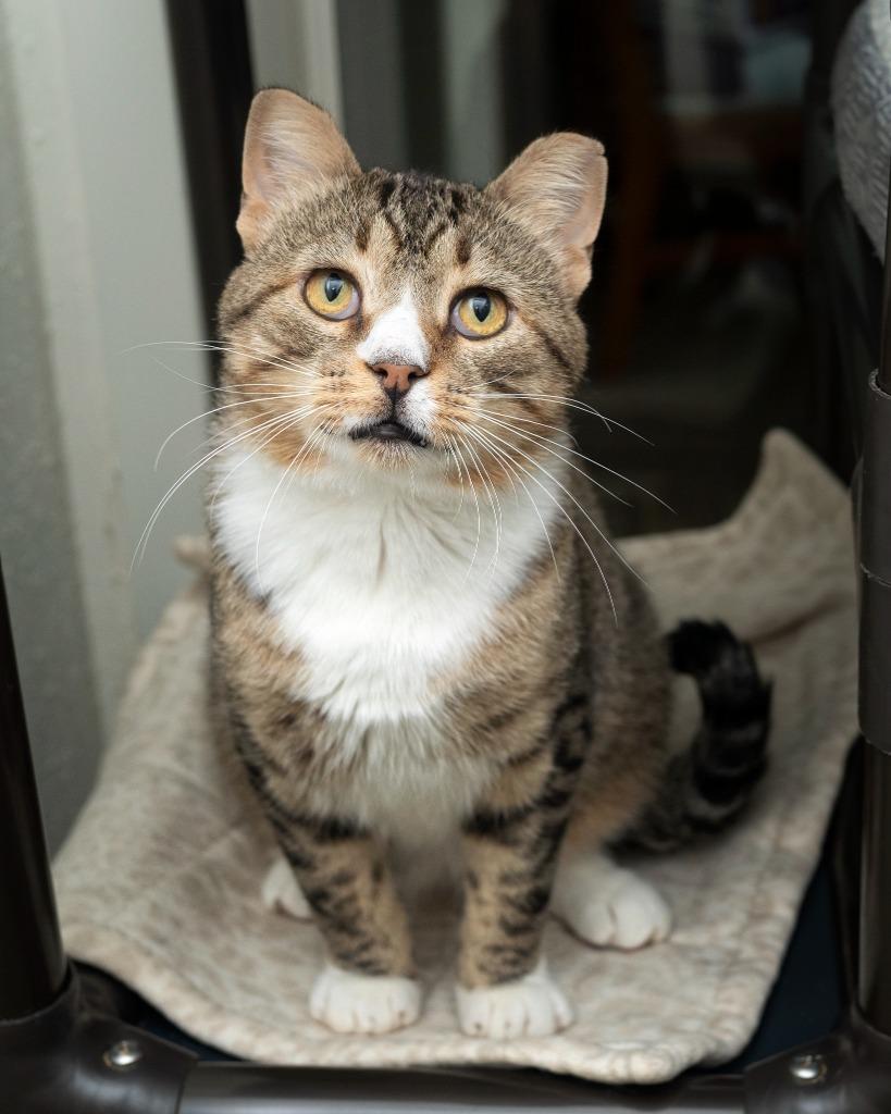 Enlarge Bobby McGee, a Adoptable mixed breed in Boone, IA image 2/2
