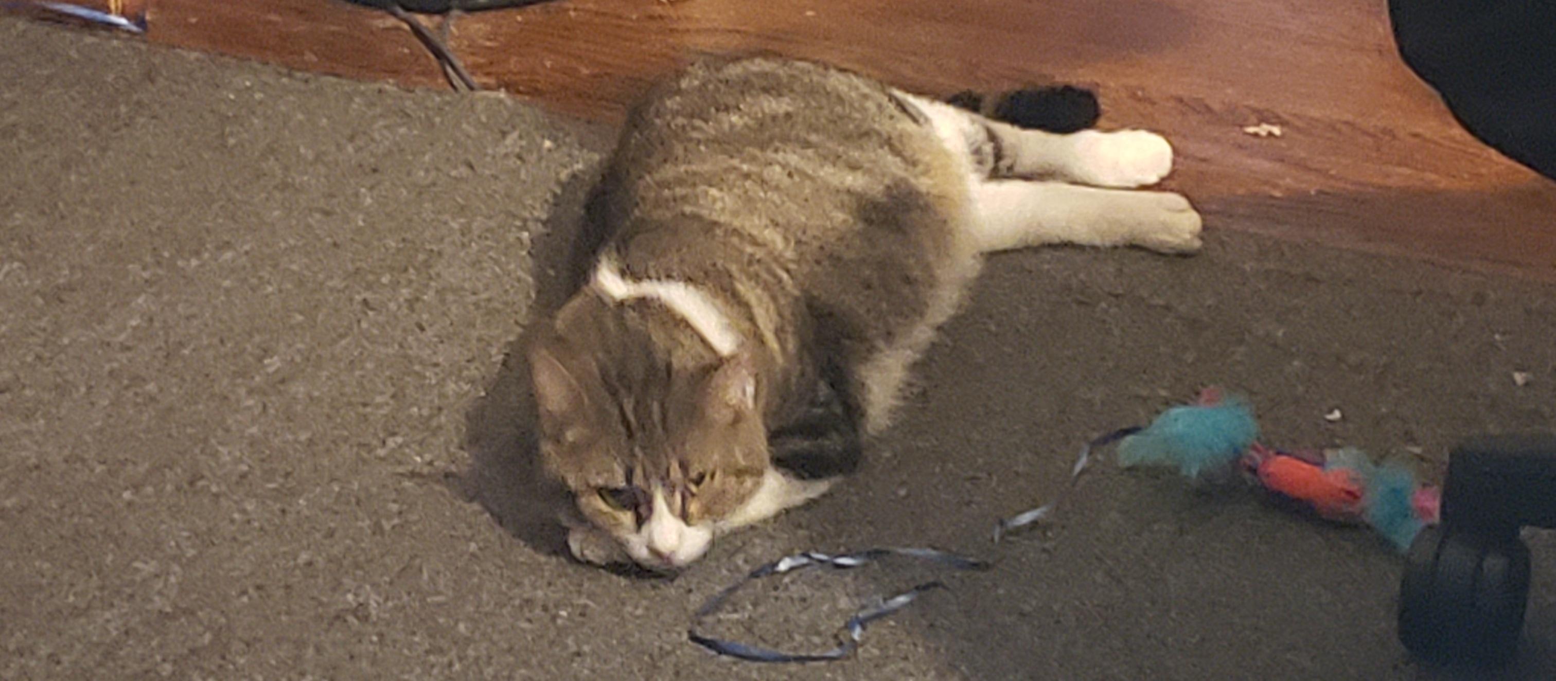 Mama (AKA Mamaccino), Adoptable, Young Female Domestic Short Hair.