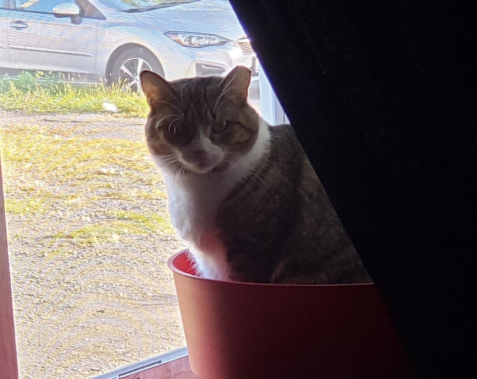 Mama (AKA Mamaccino), a Adoptable Domestic Short Hair in Mayfield, NY image 2/5