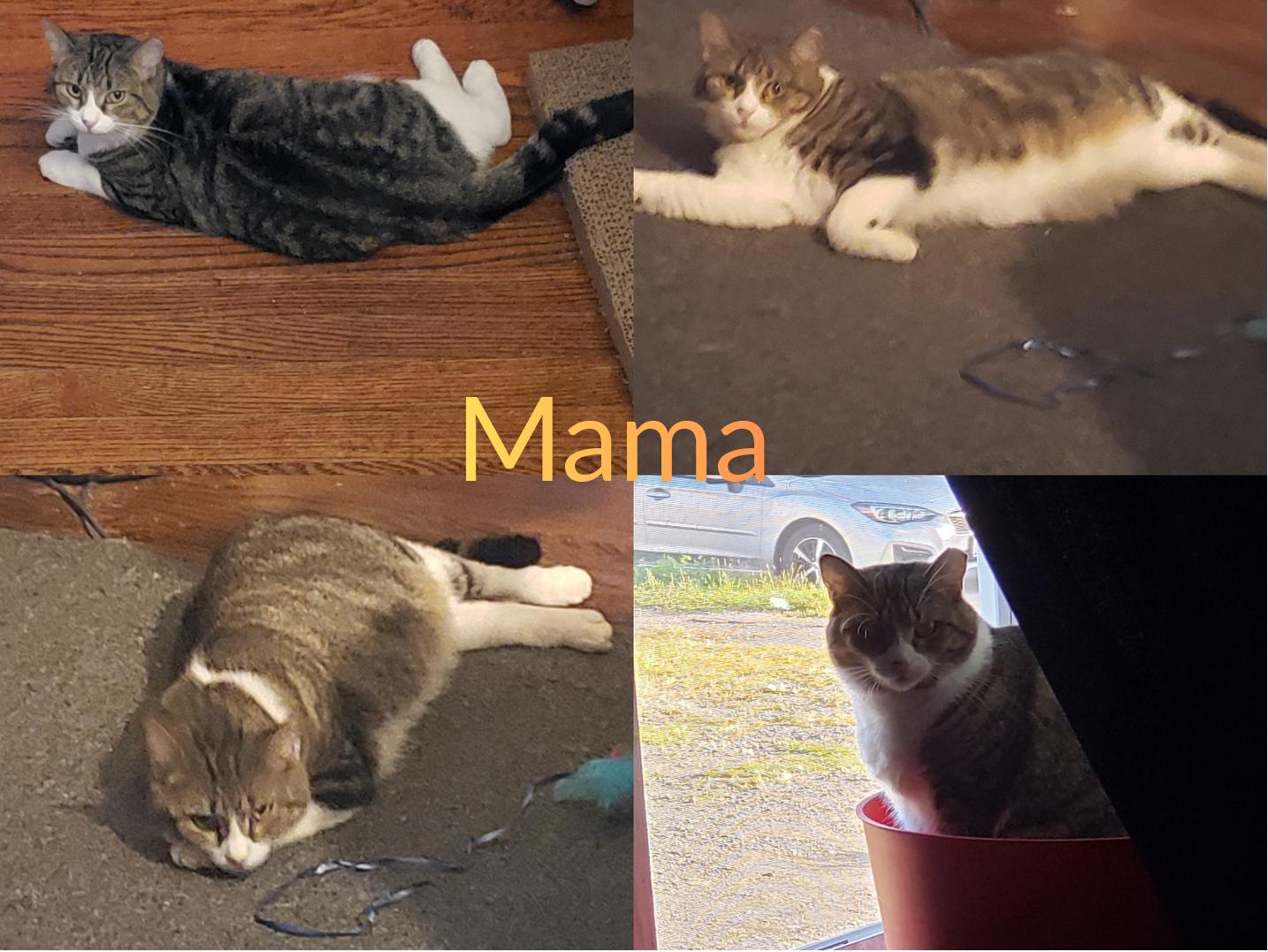 Enlarge Mama (AKA Mamaccino), a Adoptable Domestic Short Hair in Mayfield, NY image 1/6