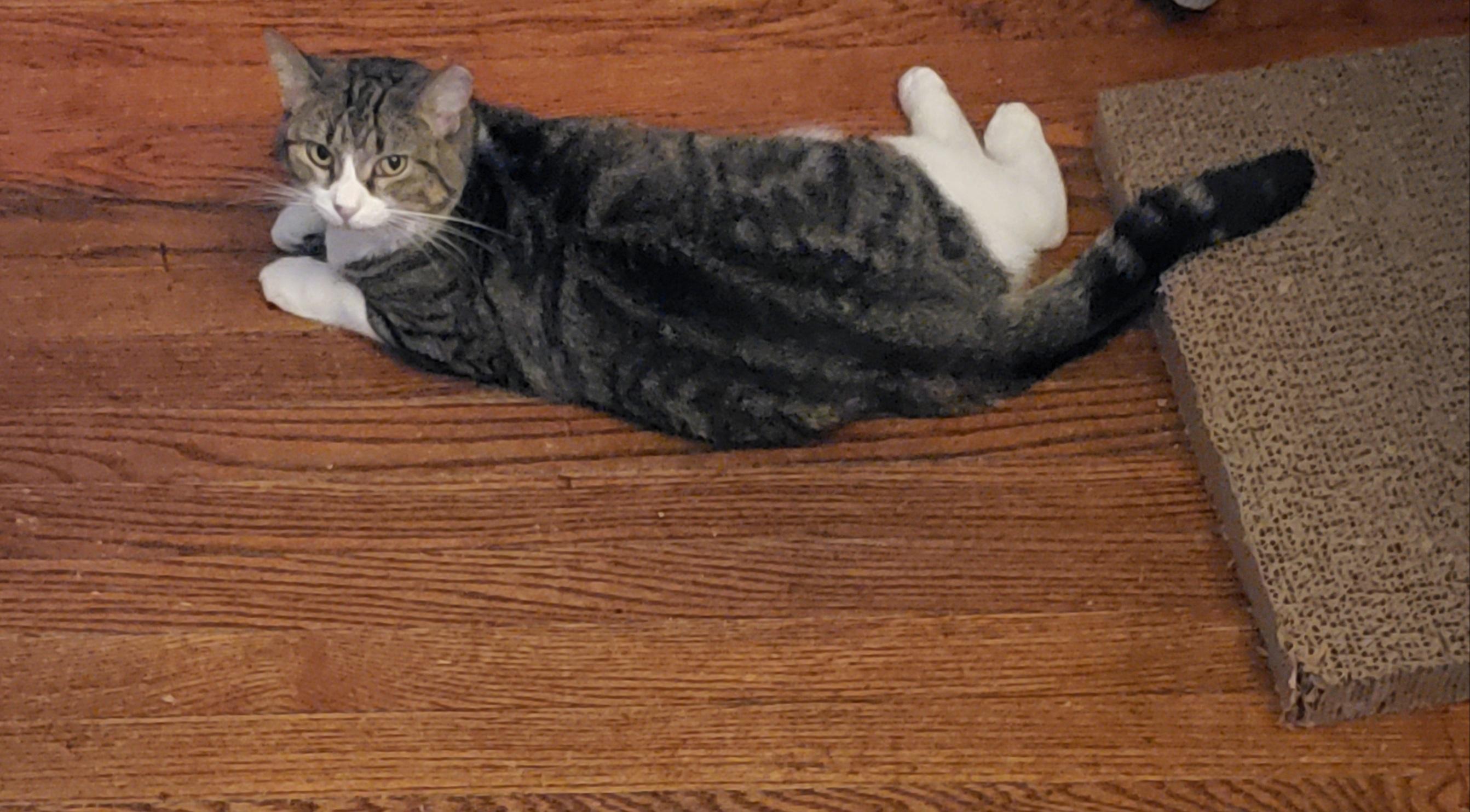 Mama (AKA Mamaccino), a Adoptable Domestic Short Hair in Mayfield, NY image 5/5