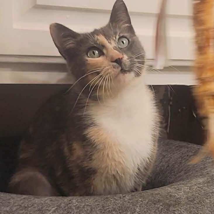 Enlarge Lena (Dilute Calico), a Adoptable Dilute Calico in Allen, TX image 1/6