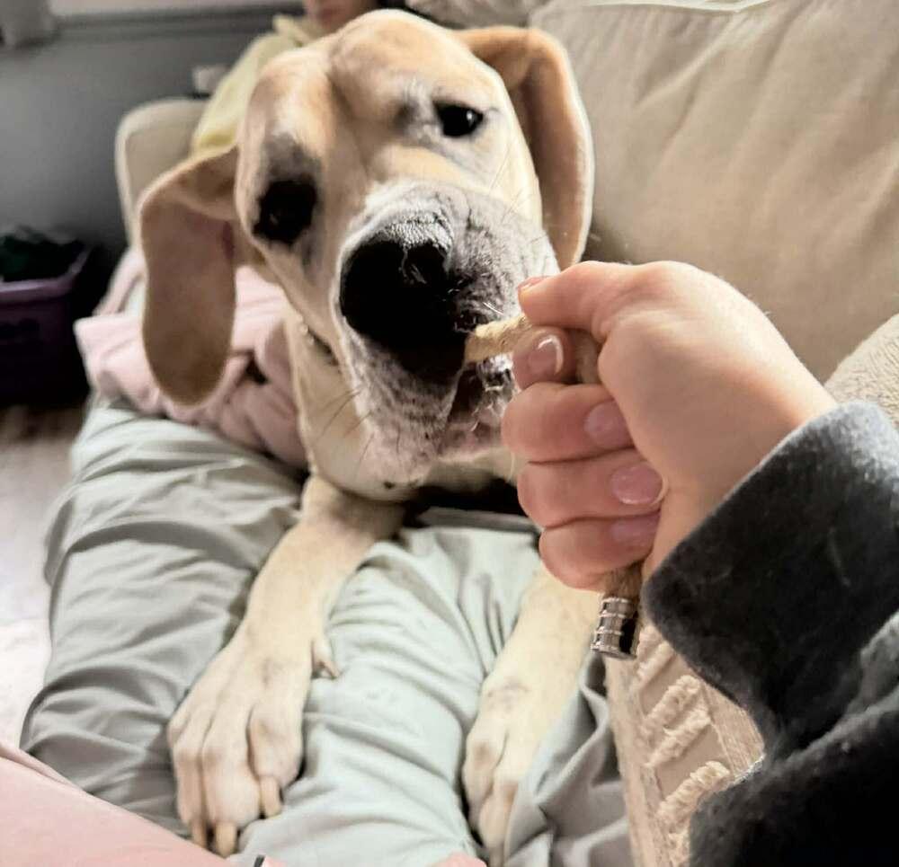 Enlarge Arlo, a Adoptable Great Dane in Wolcott, CT image 2/5