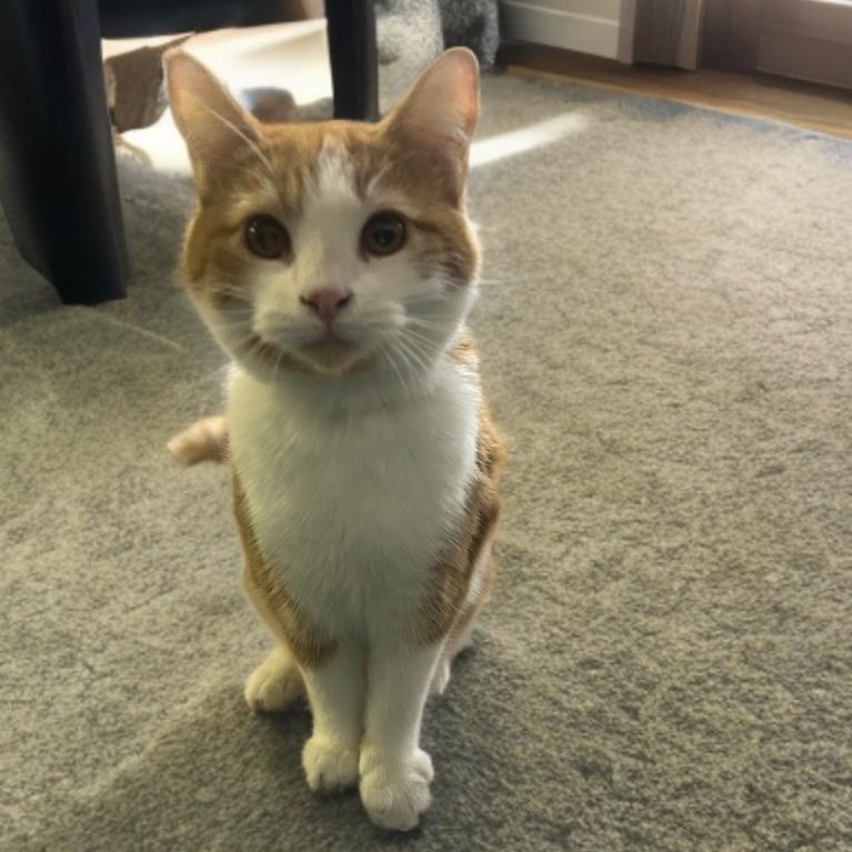 BamBam, a Adoptable Domestic Short Hair in Marion, IL image 1/5