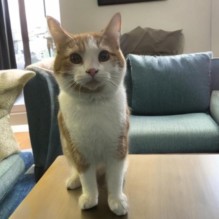 BamBam, a Adoptable Domestic Short Hair in Marion, IL image 2/5