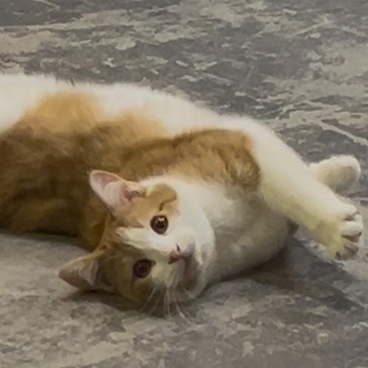 BamBam, a Adoptable Domestic Short Hair in Marion, IL image 3/5