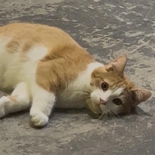 BamBam, a Adoptable Domestic Short Hair in Marion, IL image 4/5