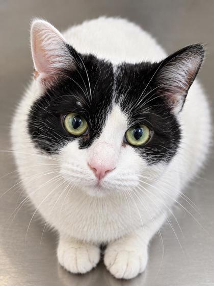 Enlarge Silas, a Adoptable mixed breed in New Orleans, LA image 1/1