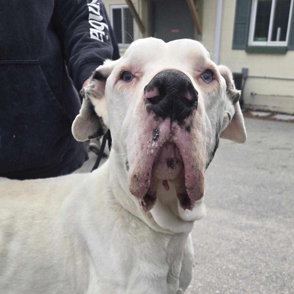 Enlarge Thor 26-097, a Adoptable Great Dane in Tawas City, MI image 1/1
