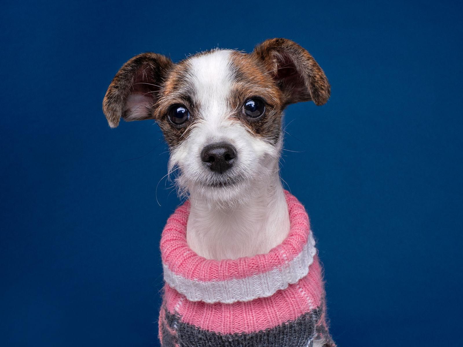 Cricket, Adoptable, Puppy Female Toy Fox Terrier & Chihuahua.