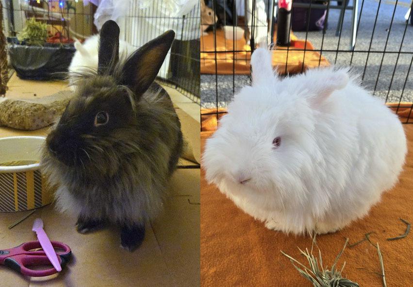 BeBe and Jetta, Adoptable, Baby Female Angora Rabbit & Lionhead.