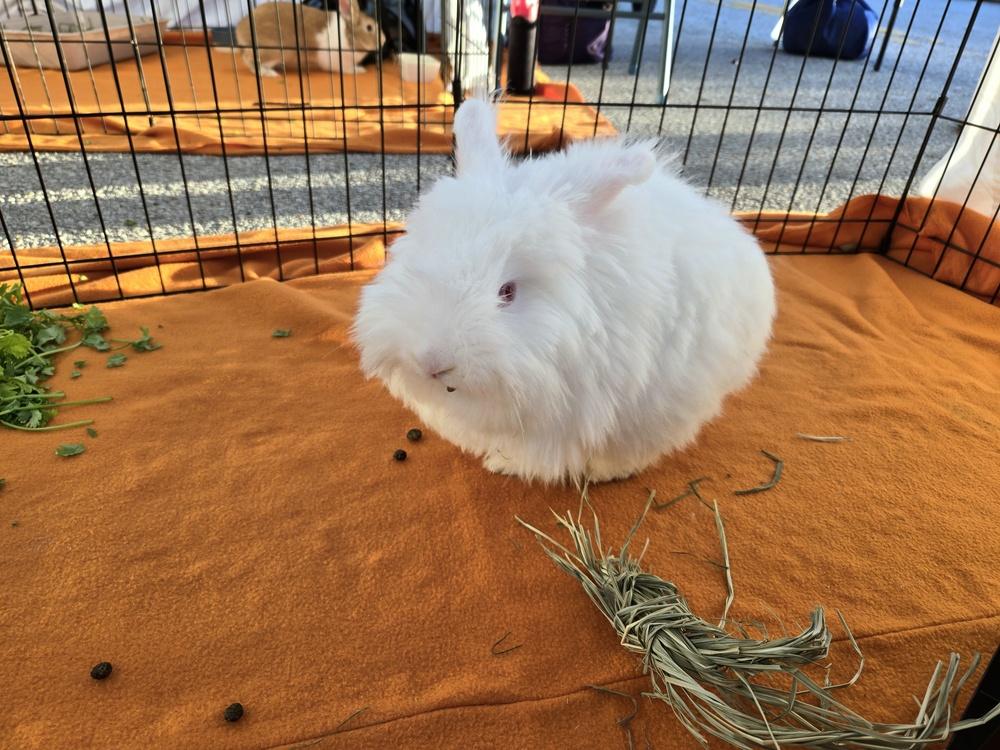 BeBe and Jetta, Adoptable, Baby Female Angora Rabbit & Lionhead.