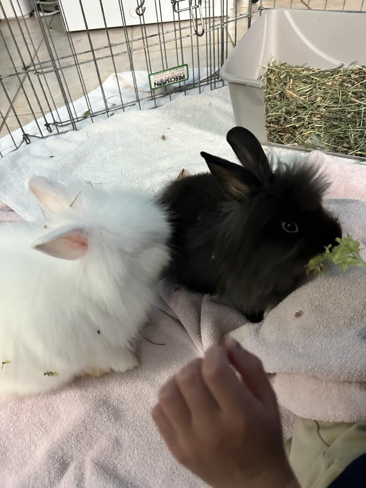 Enlarge BeBe and Jetta, a Adoptable mixed breed in Melbourne, FL image 2/6