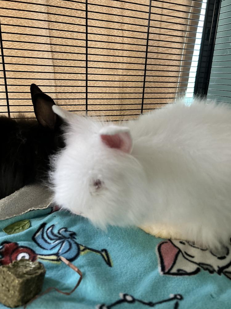 Enlarge BeBe and Jetta, a Adoptable mixed breed in Melbourne, FL image 3/6