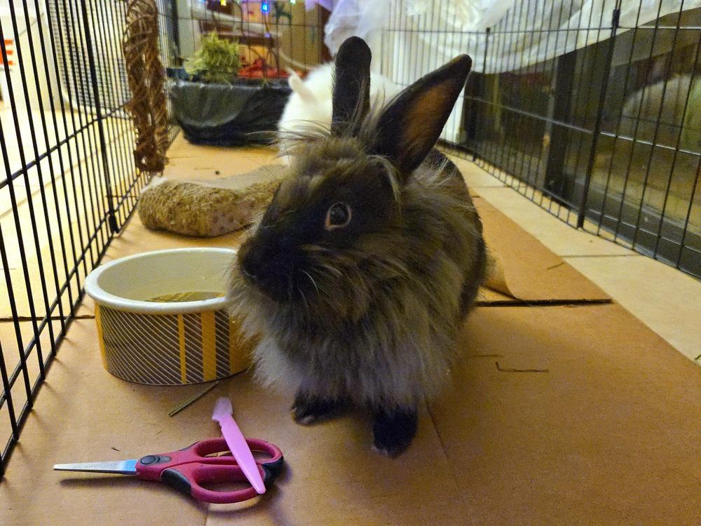 Enlarge BeBe and Jetta, a Adoptable mixed breed in Melbourne, FL image 4/6